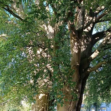 Kwatera prywatna Gaestezimmer Zwillingsbuche Ahrensburg